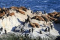 Seal in Beagle Channel, Ushuaia, Patagonia of Argentina Royalty Free Stock Photo