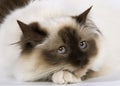 SEAL BIRMANESE CAT Royalty Free Stock Photo