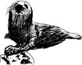 Seal