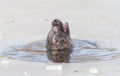 Seal breathing though a hole in the ice