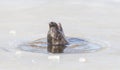 Seal breathing though a hole in the ice