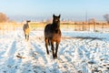 Seal Brown and Buckskin Horse Winter Royalty Free Stock Photo