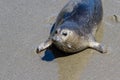 Seal in California Royalty Free Stock Photo