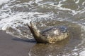 Seal in California Royalty Free Stock Photo