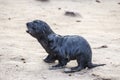 Seal at Cape Cross Namibia