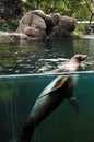 Seal at the Central Park Zoo Royalty Free Stock Photo