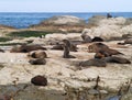 Seal colony