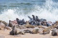 The seal colony at Cape Cross, on the atlantic coastline of Namibia, Africa. Expansive view on the beach, the rough ocean and the Royalty Free Stock Photo