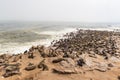 The seal colony at Cape Cross, on the atlantic coastline of Namibia, Africa. Expansive view on the beach, the rough ocean and the Royalty Free Stock Photo