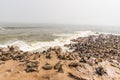 The seal colony at Cape Cross, on the atlantic coastline of Namibia, Africa. Expansive view on the beach, the rough ocean and the Royalty Free Stock Photo