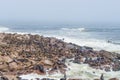 The seal colony at Cape Cross, on the atlantic coastline of Namibia, Africa. Expansive view on the beach, the rough ocean and the Royalty Free Stock Photo