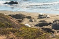 Seals on the beach. Seal colony, California Coastline