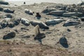 Seals on the beach. Seal colony, California Coastline