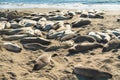 Seals on the beach. Seal colony, California Coastline