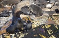 Seal colony on Geyser Island in the Atlantic Ocean a few meters off the coast of Fynbos in South Africa, known as Shark Alley