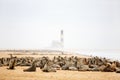 Seal colony in Namibia Royalty Free Stock Photo