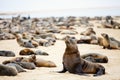 Seal colony in Namibia Royalty Free Stock Photo