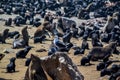 Seal colony near cape cross in namibia Royalty Free Stock Photo