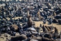 Seal colony near cape cross in namibia Royalty Free Stock Photo