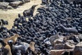 Seal colony near cape cross in namibia Royalty Free Stock Photo