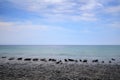 Seal colony on the pebble bech. Animal in the landscape with clouds, Dune Island, Germany, Europe. Sea water with seals.