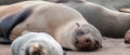 Seal colony at the Skeleton Coast