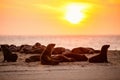 Seal colony at sunset Royalty Free Stock Photo