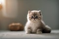 seal colourpoint persian frontal Cute kitten sitting colours young background fluffy animal long hair point blue pedigree portrait
