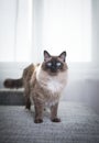 Ragdoll cat standing on sofa Royalty Free Stock Photo