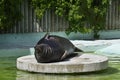 Seal on a concrete round platform.