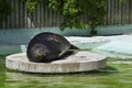 Seal on a concrete round platform.