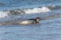 Seal on the dune of Helgoland bathing