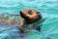 Seal on dyer island,south africa