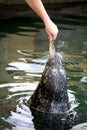 Seal eating fish Royalty Free Stock Photo