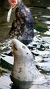 Seal eating fish Royalty Free Stock Photo