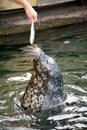 Seal eating fish Royalty Free Stock Photo