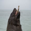 Seal eating a fish with ocean background