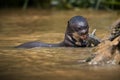 Seal eating fish in water in Pantanal, Brasil