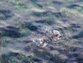 Seal eating Giant Pacific Octopus