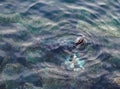 Seal eating Giant Pacific Octopus