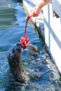 Seal eating out of man's hand