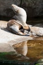 Seal enjoing the sun