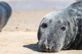 Seal face close-up. Adult grey seal portrait image close up Royalty Free Stock Photo