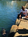 Seal Feeding