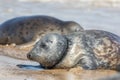 Seal with fishing net line caught around neck. Sad animal welfare image