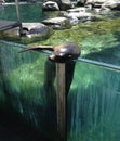 Seal with flipper outstretched in Central Park zoo Royalty Free Stock Photo