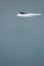 Seal, floating on iceberg