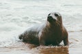 Seal funny animal on Grenen seaside in Denmark