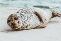 Seal funny animal relaxing on sandy beach in Denmark Royalty Free Stock Photo