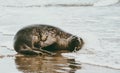 Seal funny animal relaxing on seaside in Denmark